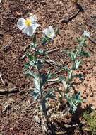 Image of flatbud pricklypoppy