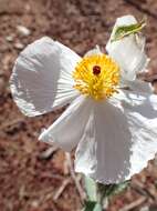 Image of flatbud pricklypoppy