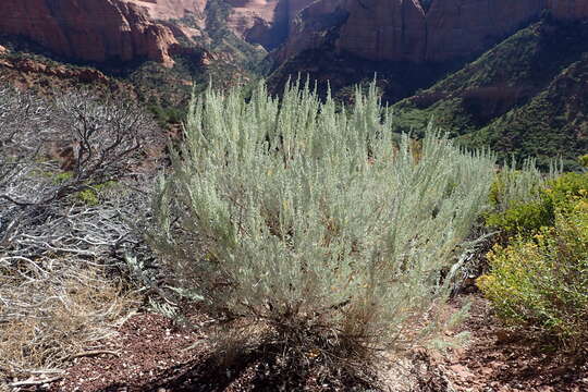 Imagem de Artemisia tridentata (Nutt.) W. A. Weber