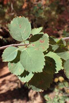 Image of Utah serviceberry