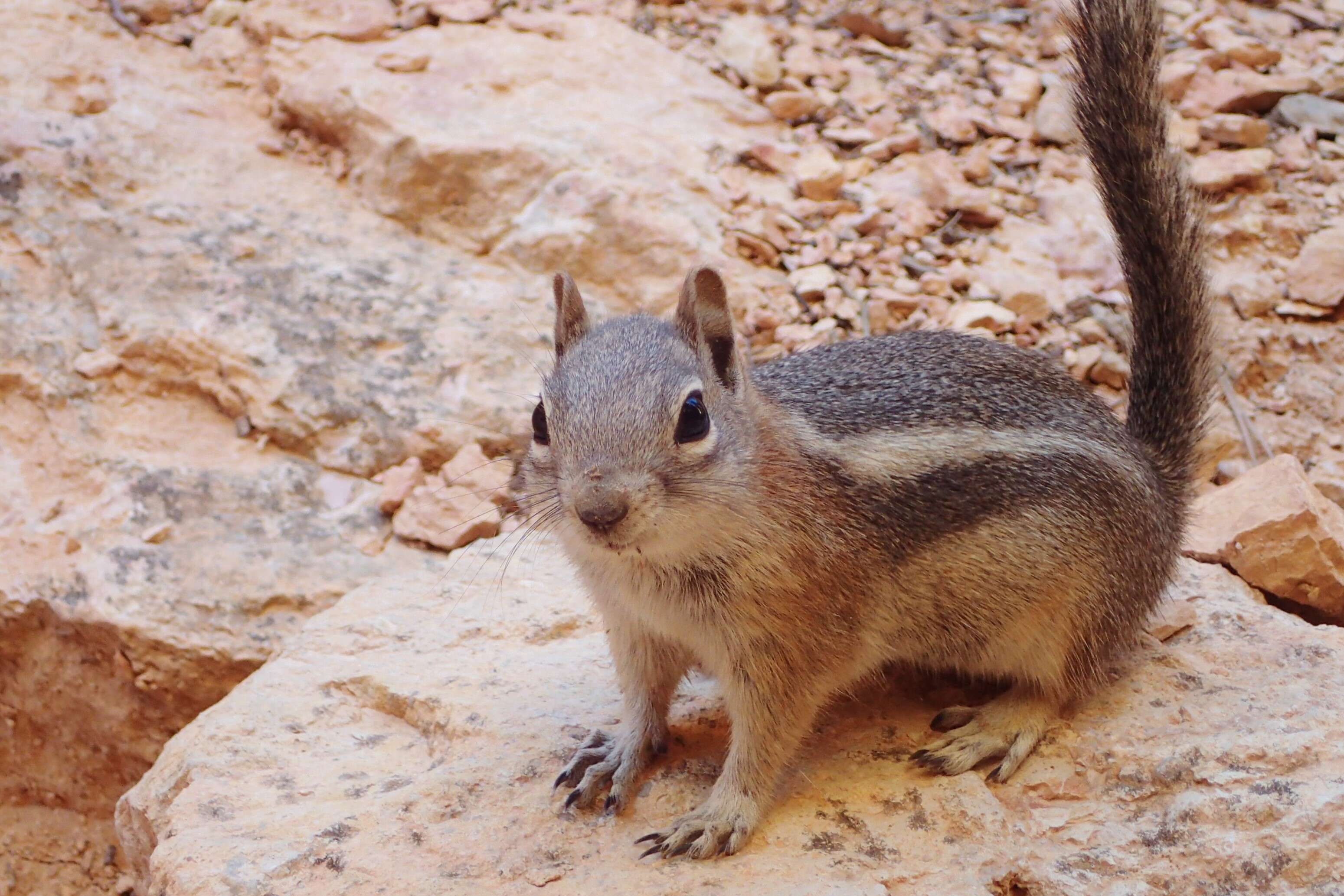 Callospermophilus Merriam 1897 resmi