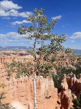 Image of quaking aspen