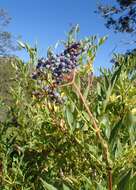 Image of Sambucus cerulea