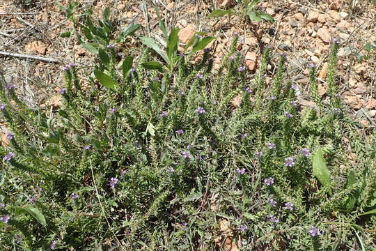 Image de Verbena bracteata Cav. ex Lag. & Rodr.