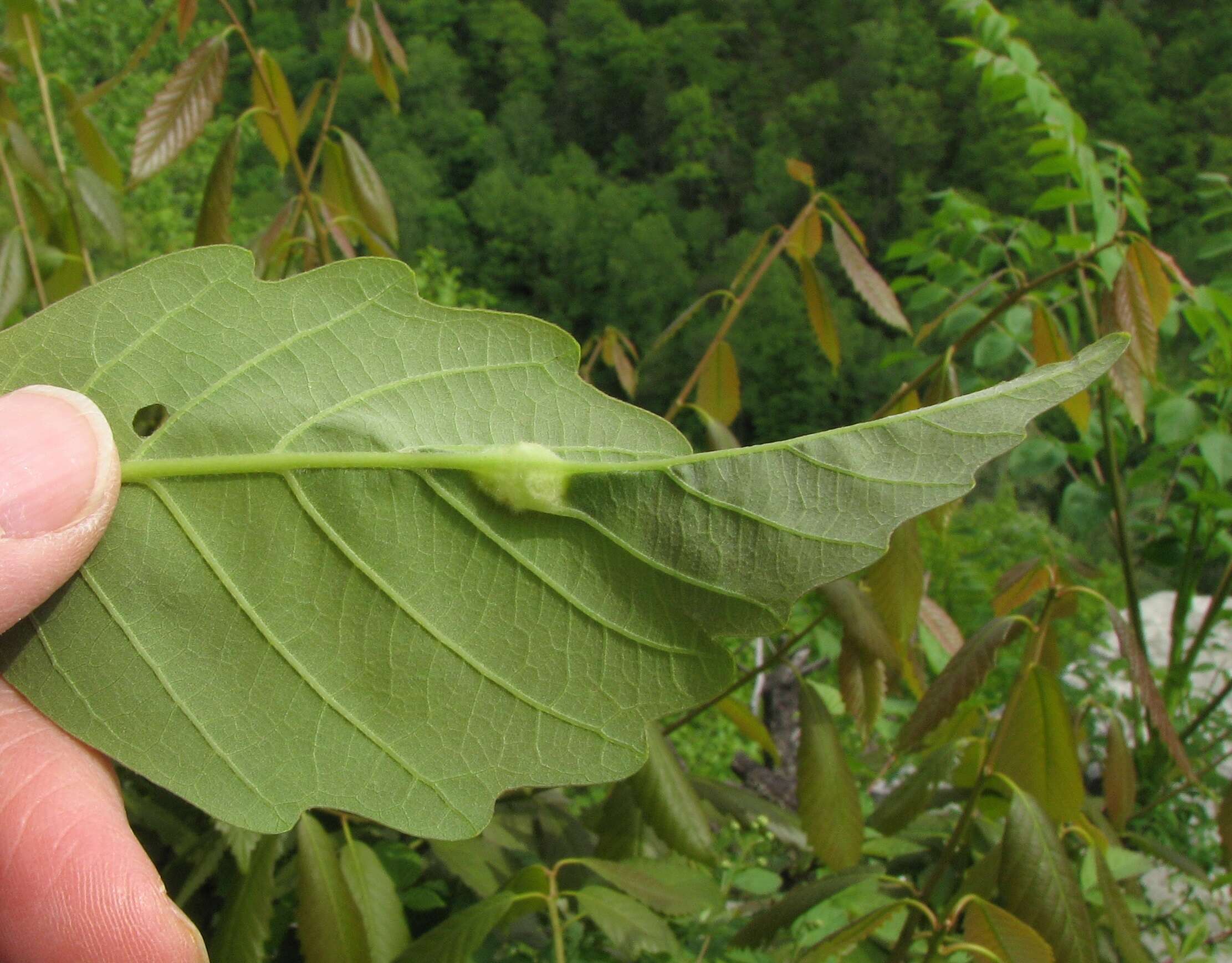 Слика од Quercus montana Willd.