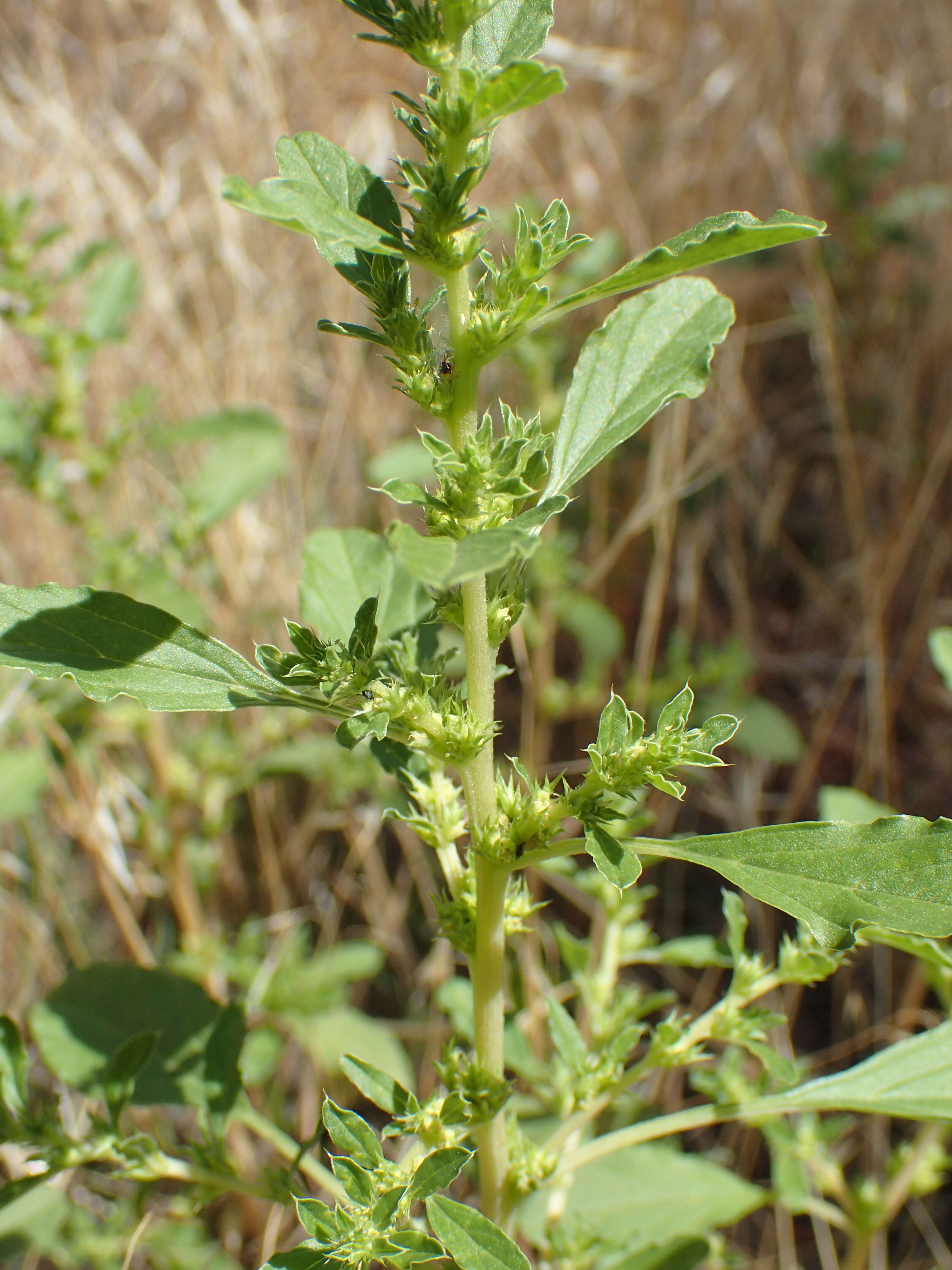 Image of white amaranth, white pigweed