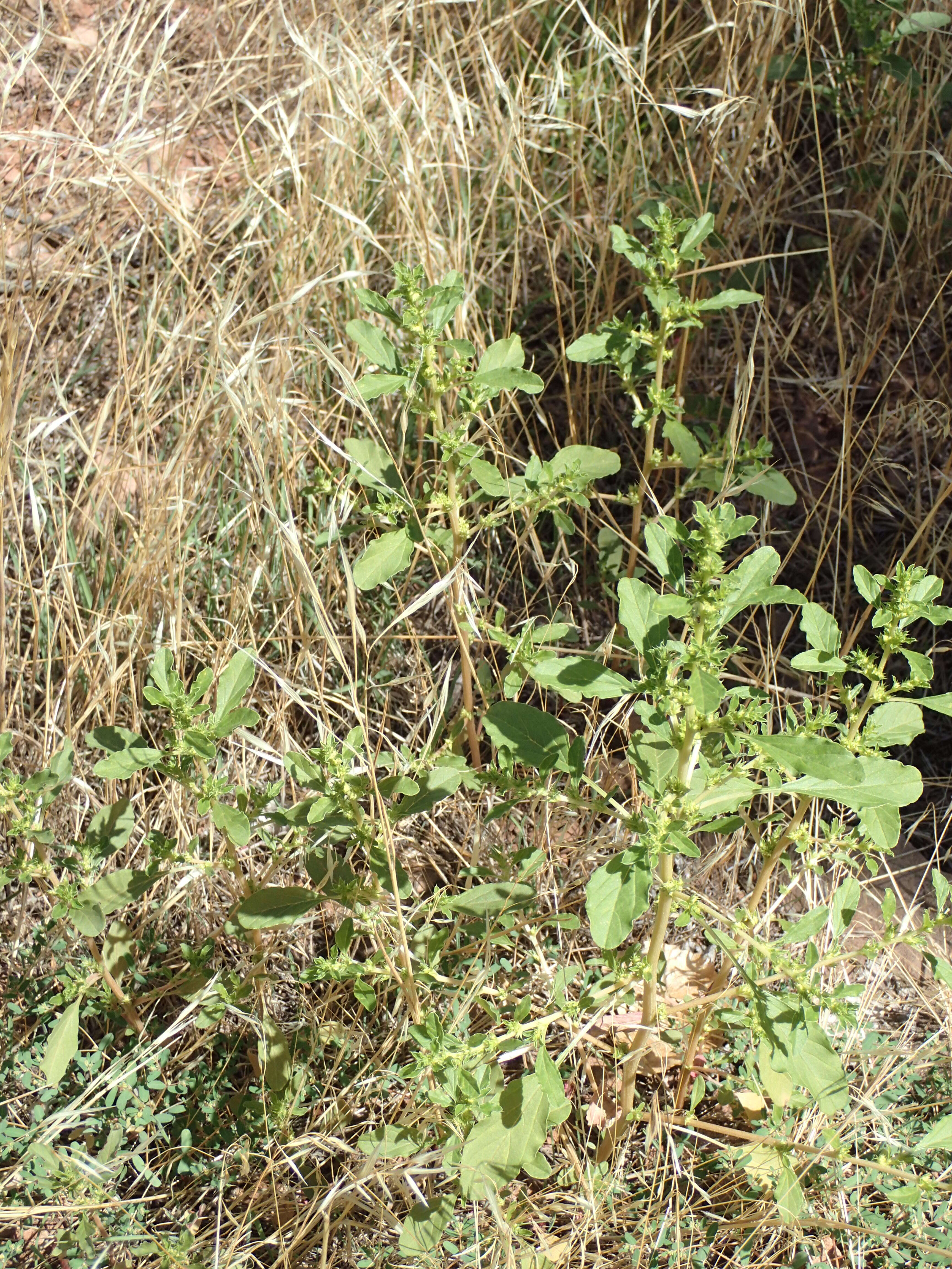 Image of white amaranth, white pigweed