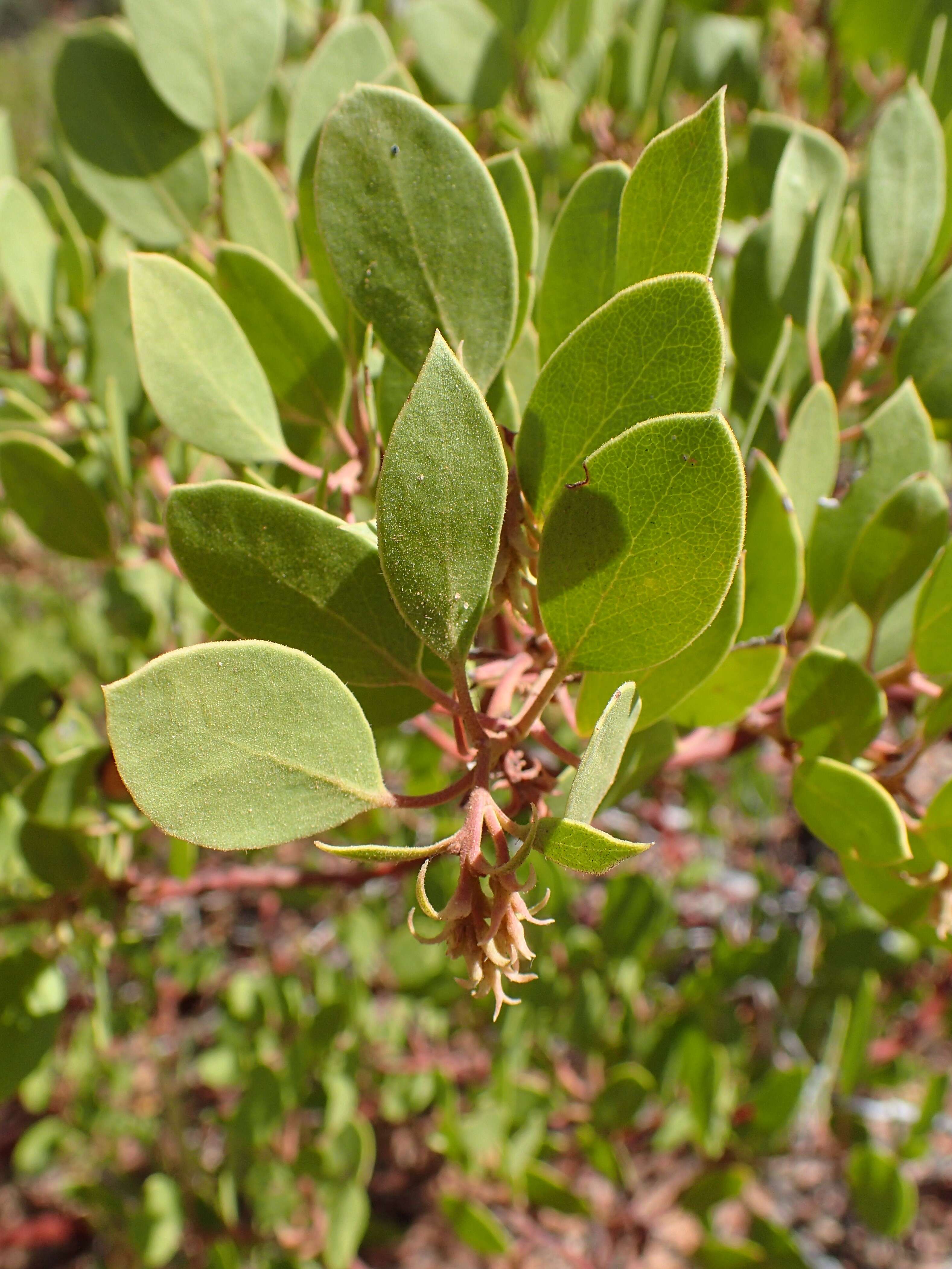 Image of greenleaf manzanita