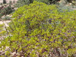 Image of greenleaf manzanita