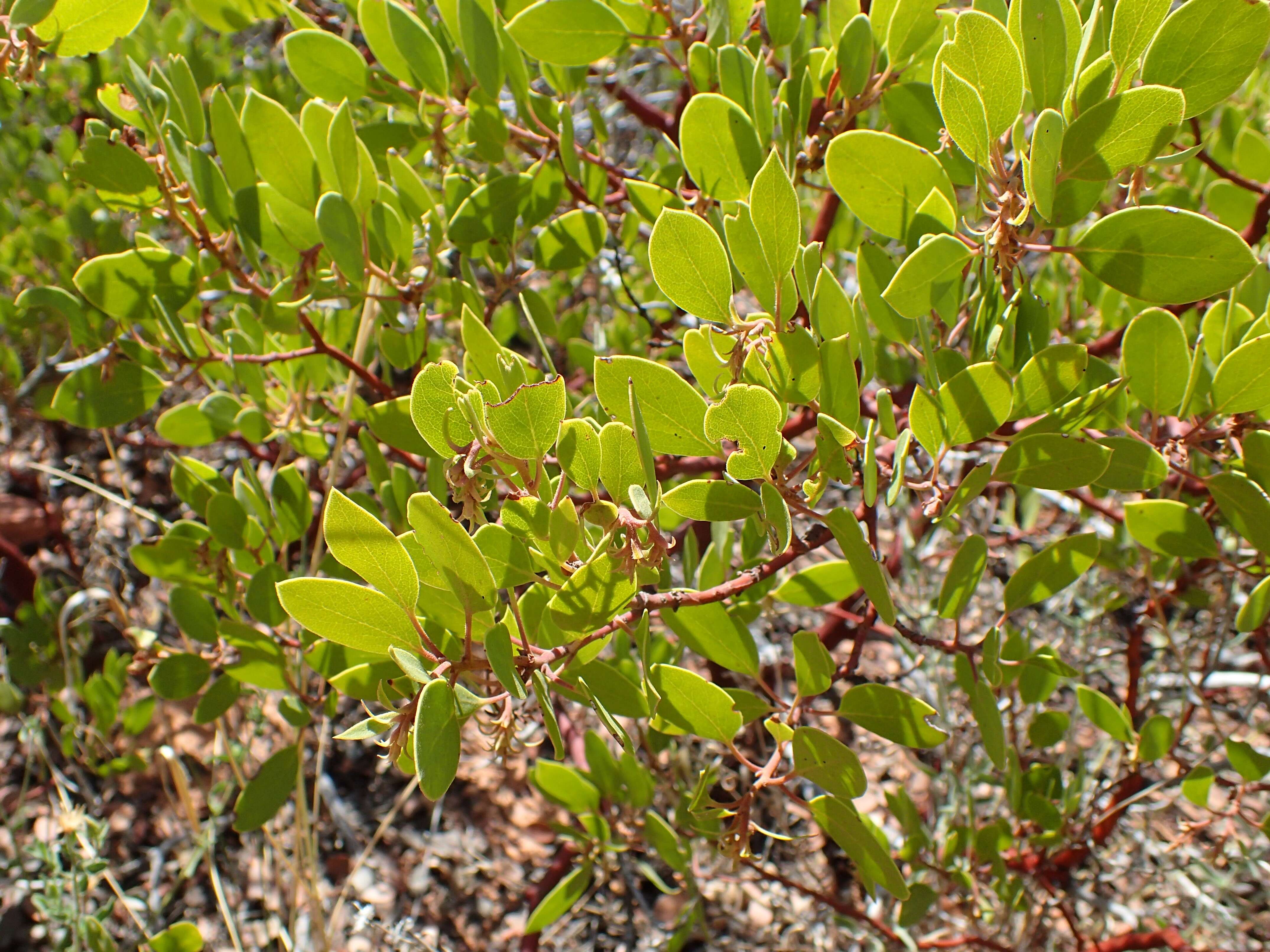 Image of greenleaf manzanita