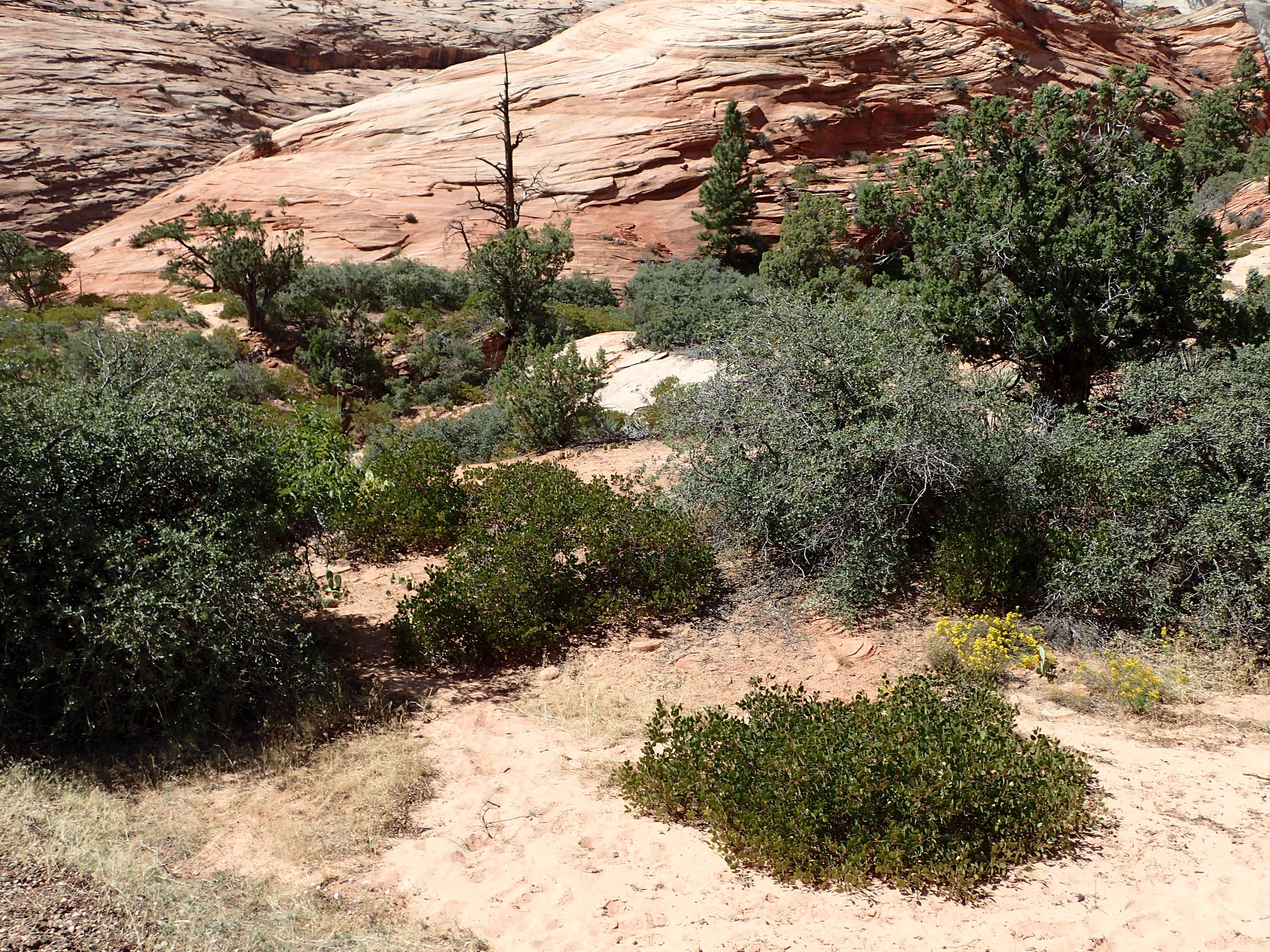 Image of greenleaf manzanita