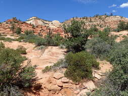 Image of greenleaf manzanita