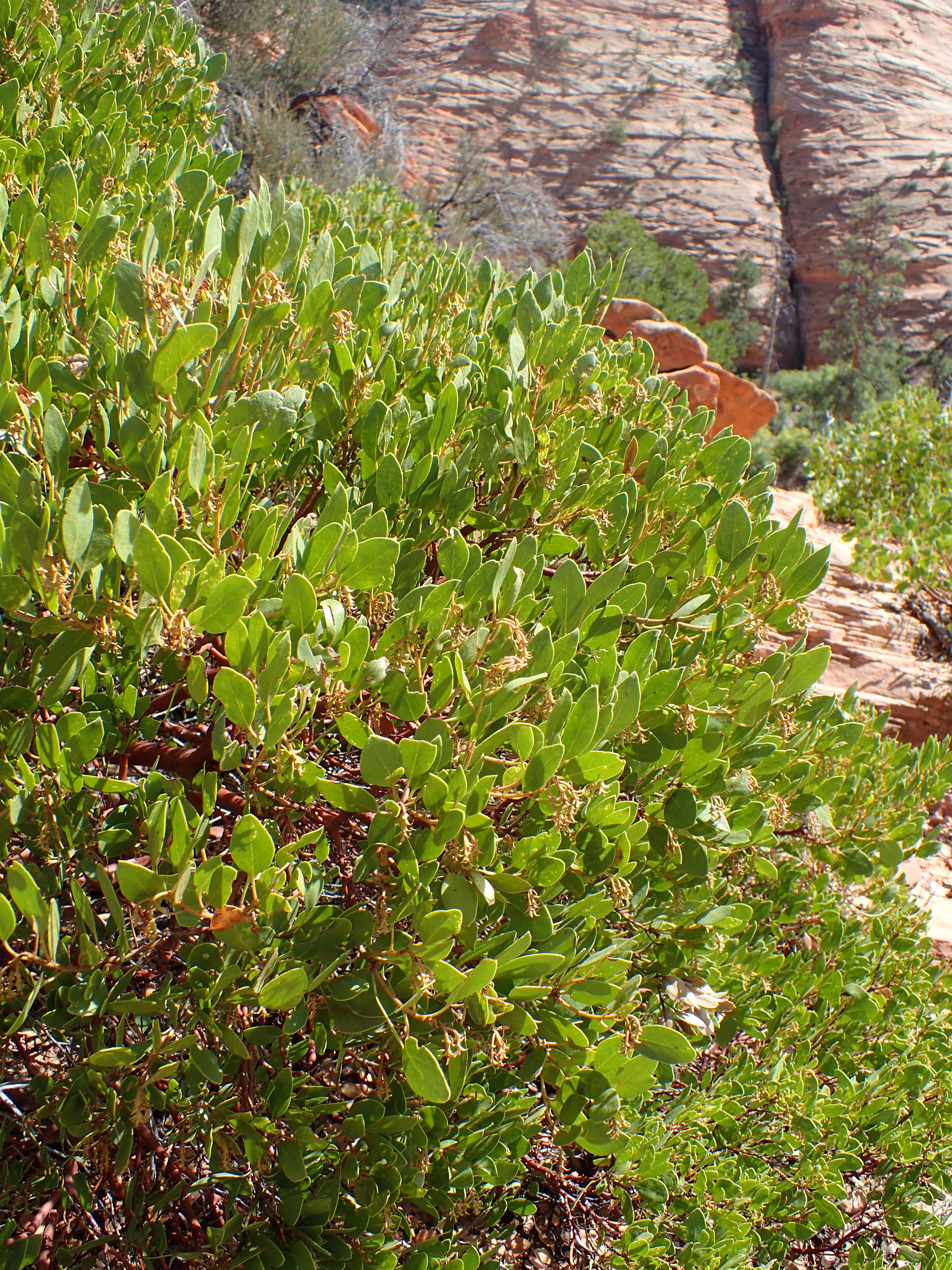 Image of greenleaf manzanita