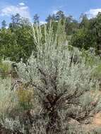 Imagem de Artemisia tridentata (Nutt.) W. A. Weber