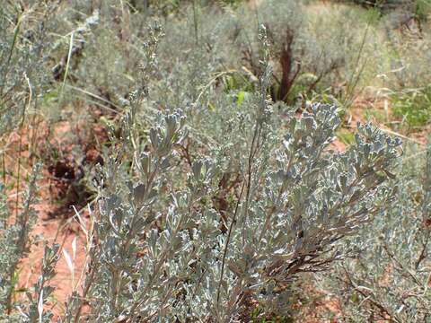 Imagem de Artemisia tridentata (Nutt.) W. A. Weber