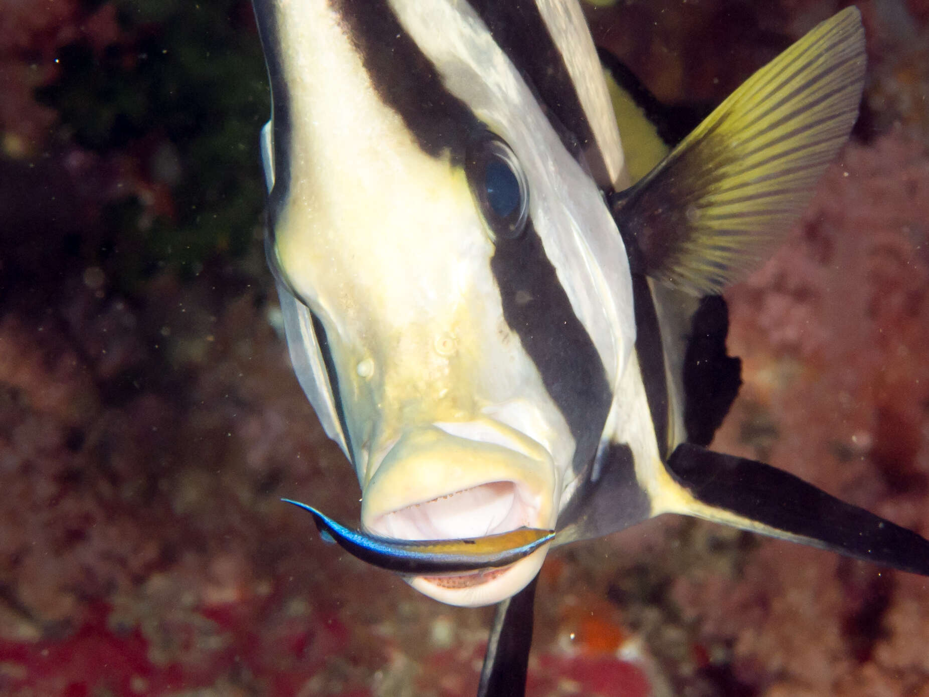 Image of Longfin batfish