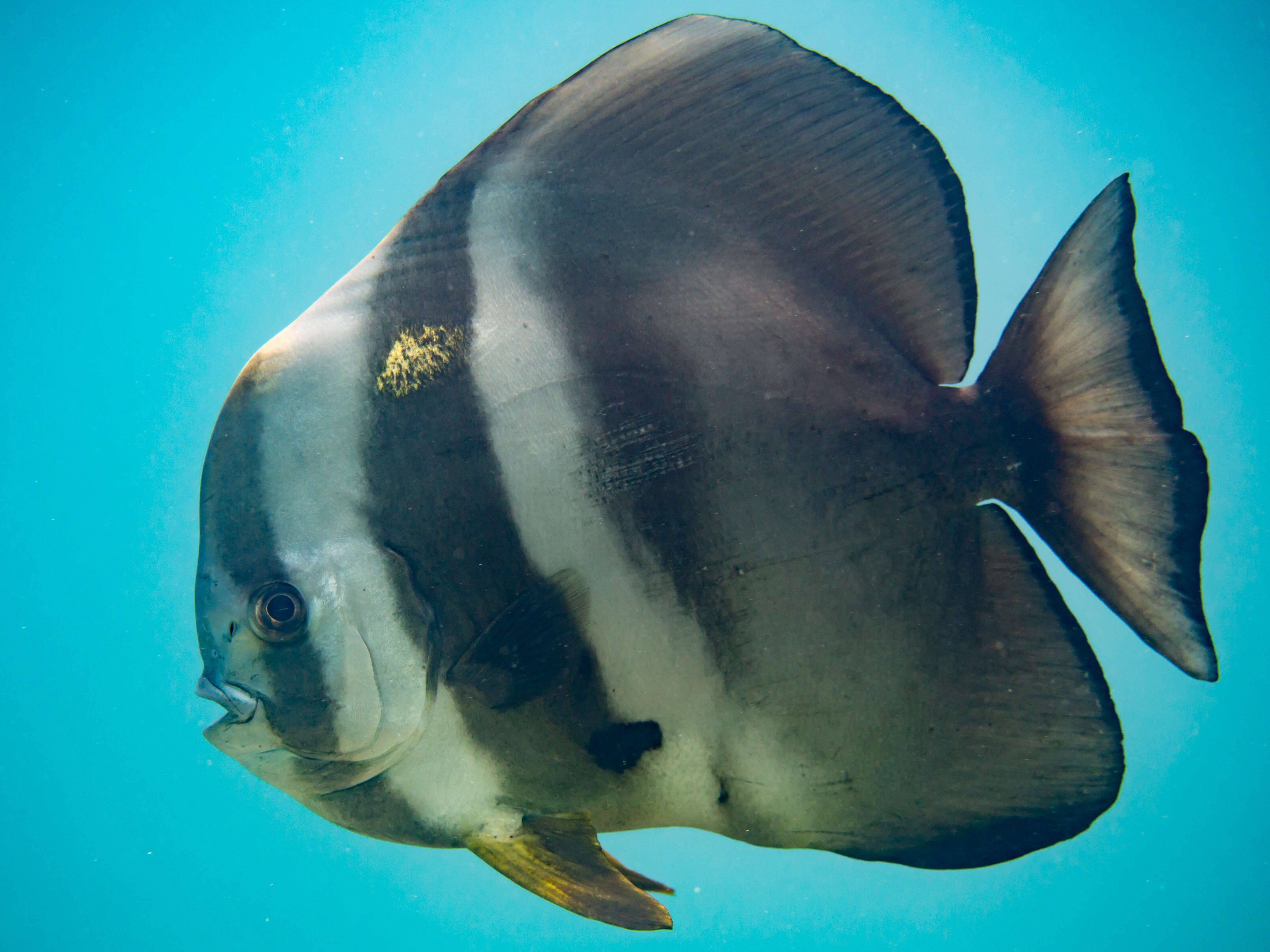 Image of Blunthead batfish