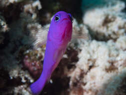 Image de Pictichromis porphyrea (Lubbock & Goldman 1974)