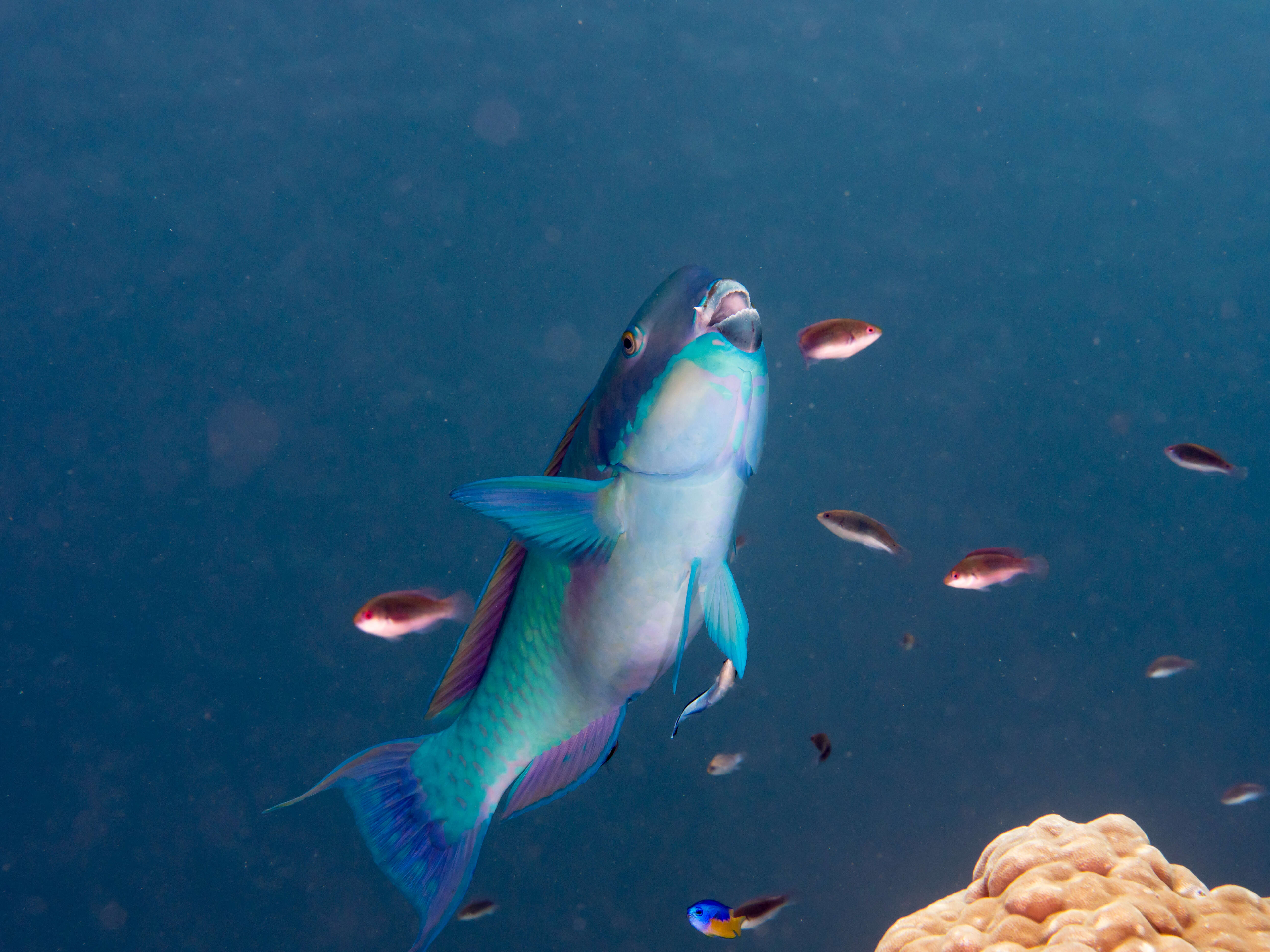 Image of Blunt-head Parrotfish