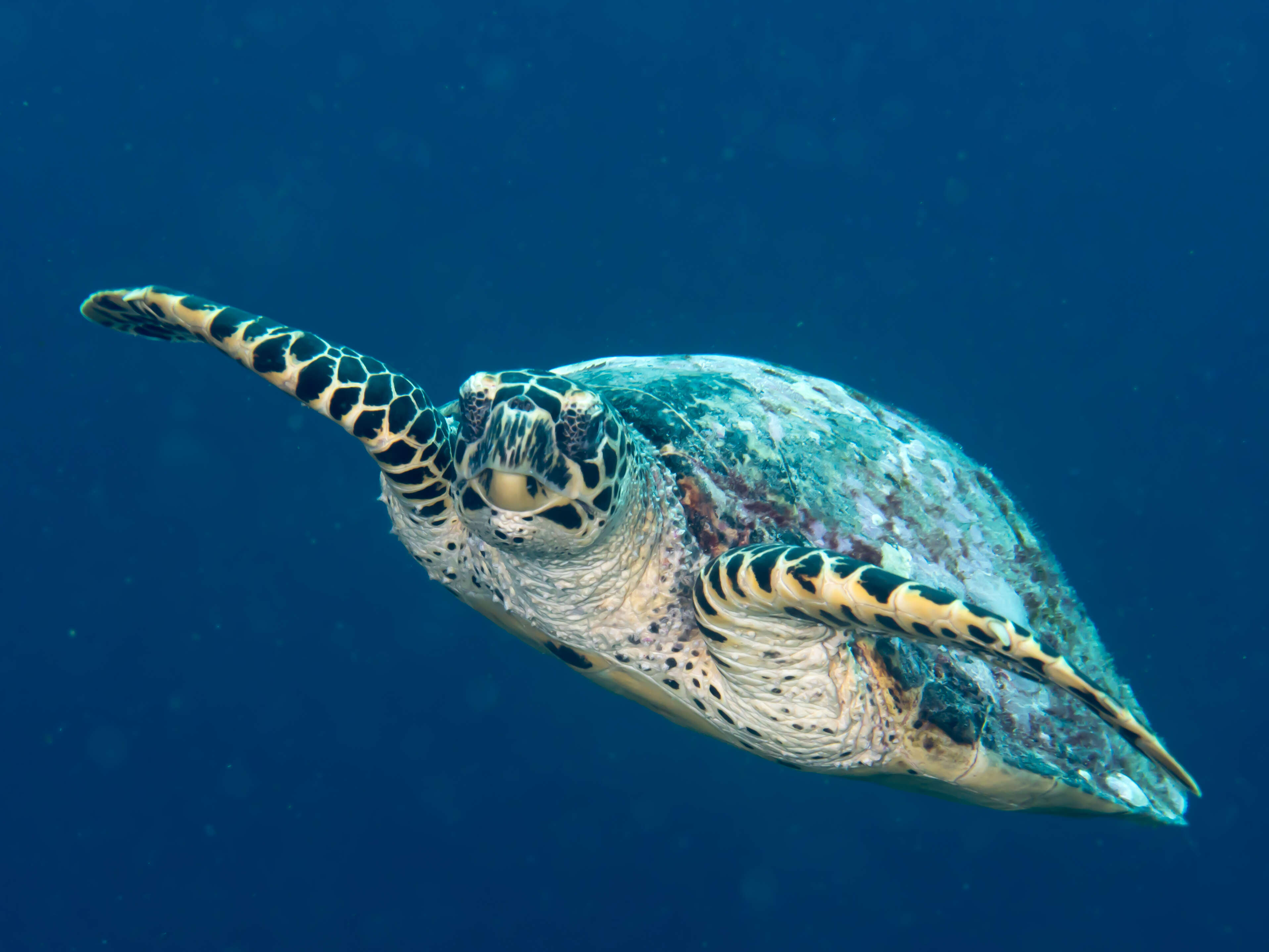 Image of Eretmochelys