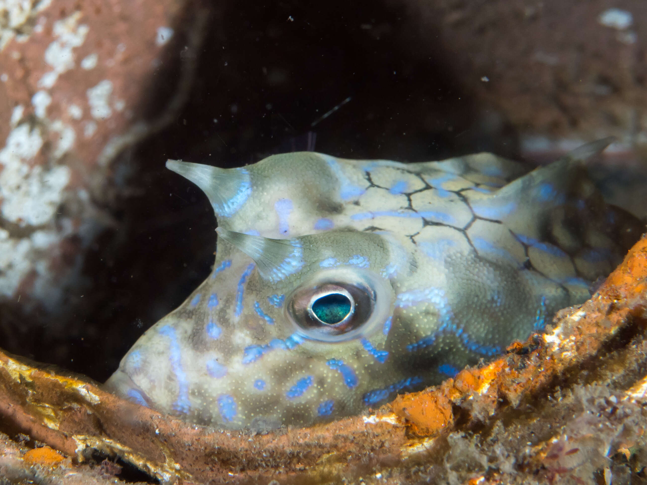 Image of Shorthorn cowfish