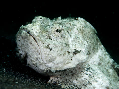 Image of Devil scorpionfish