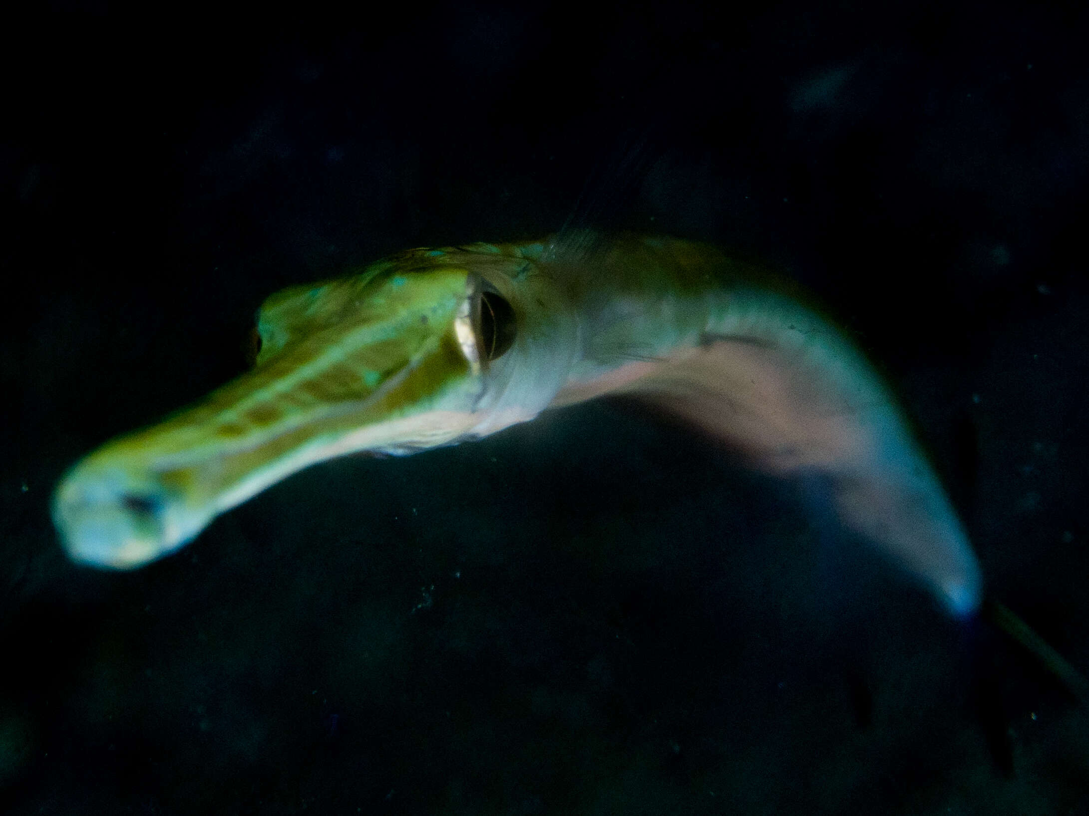 Image of Bluespotted cornetfish