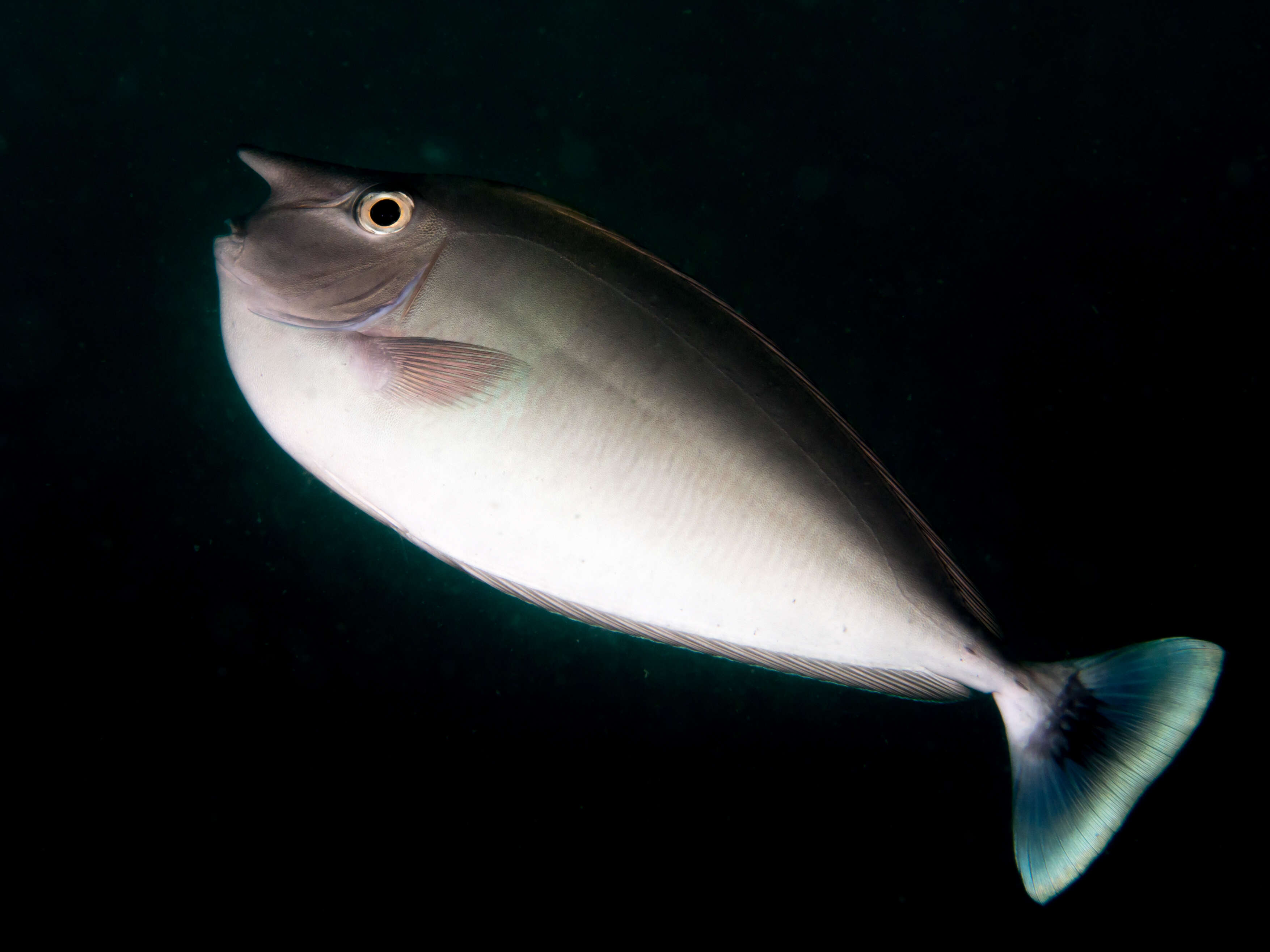 Image of Brown Unicornfish