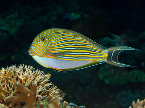 Image of Blue Banded Surgeonfish