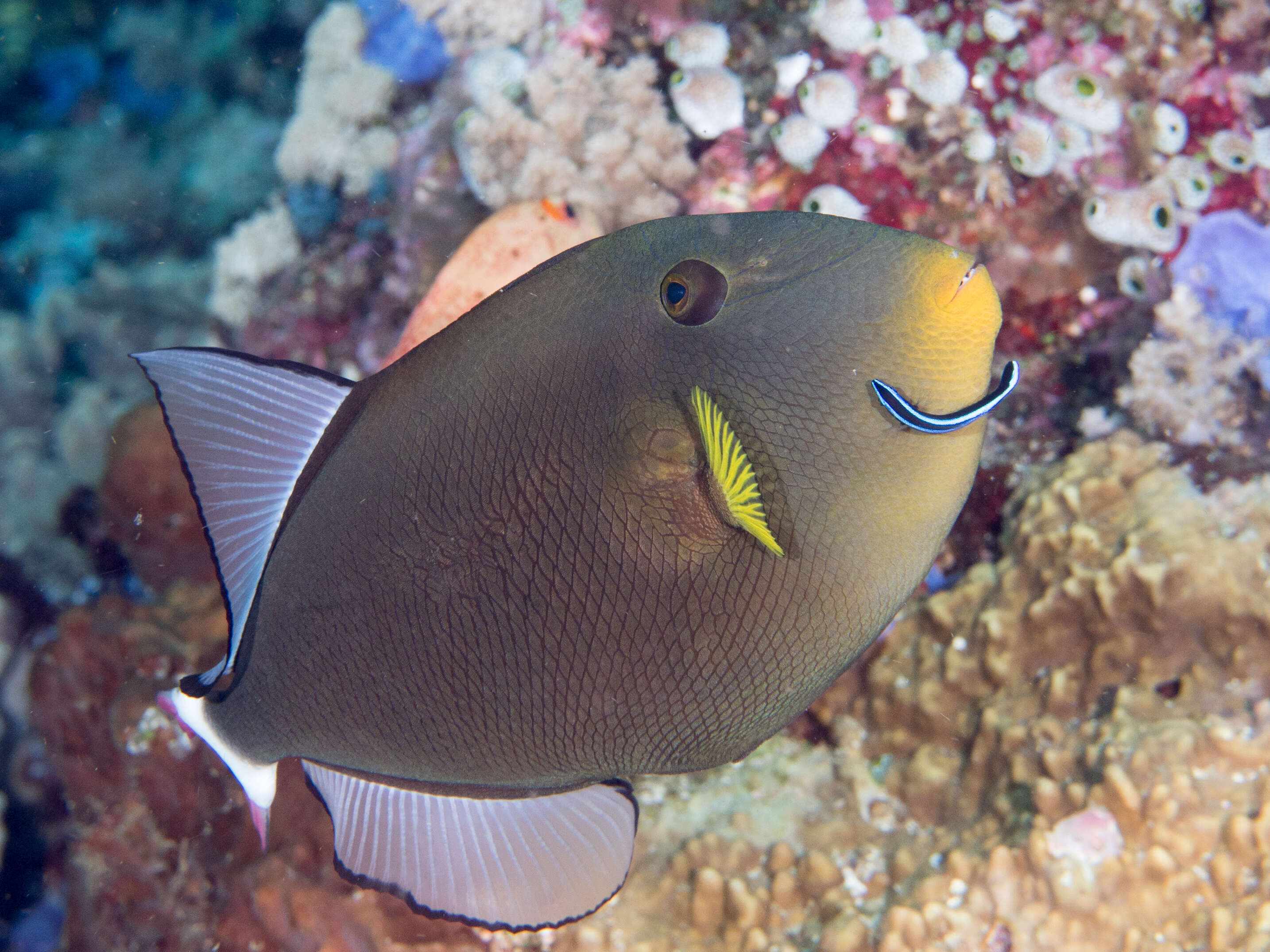 Image of Pinktail triggerfish