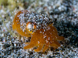 Image of Koch's Bottletail Squid