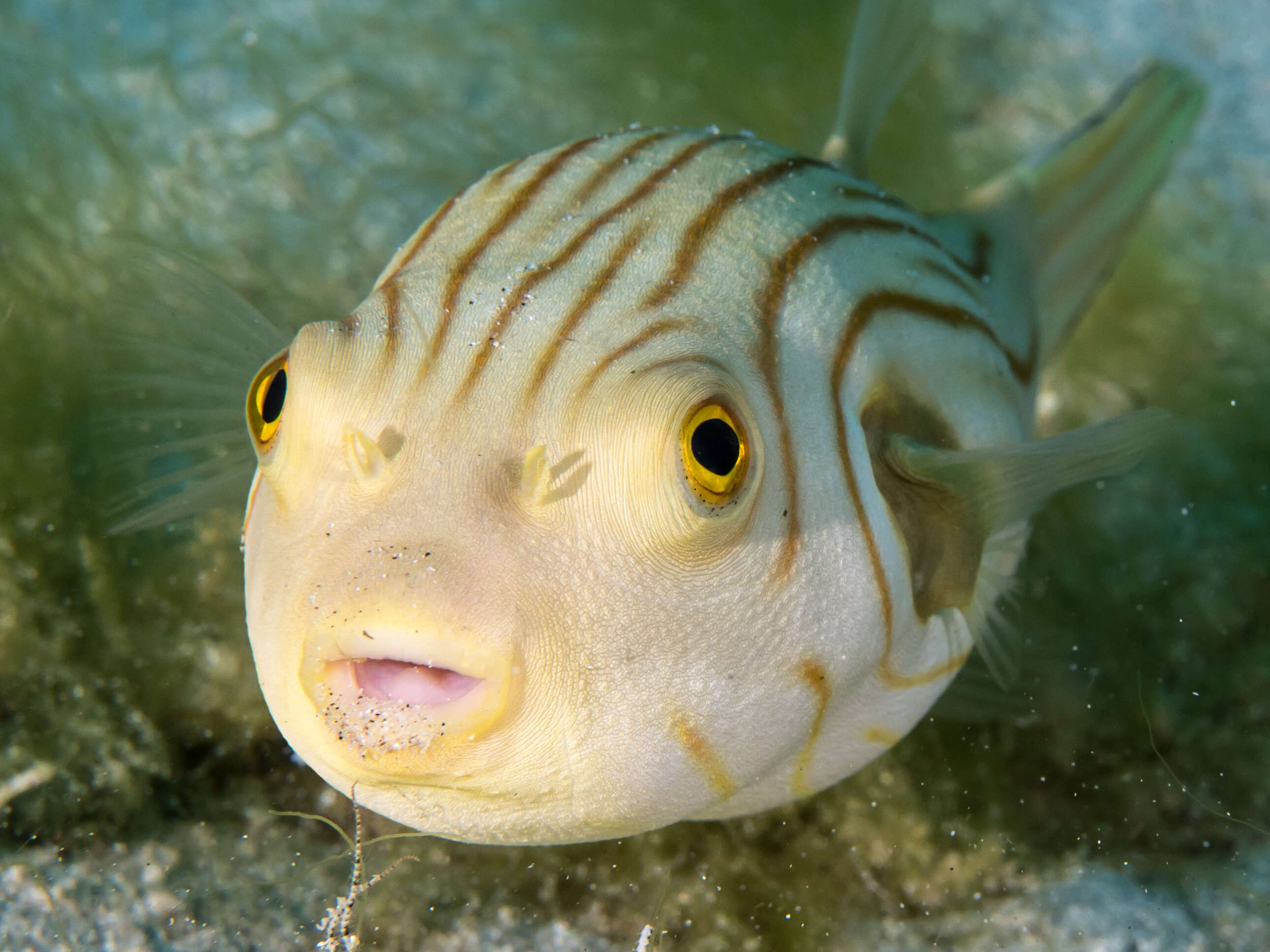 Image of Narrow-lined Puffer