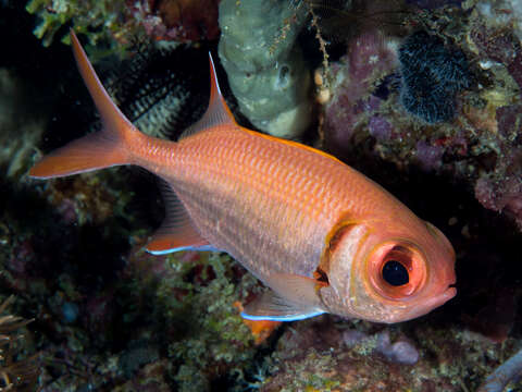 Image of Big-eye Soldierfish