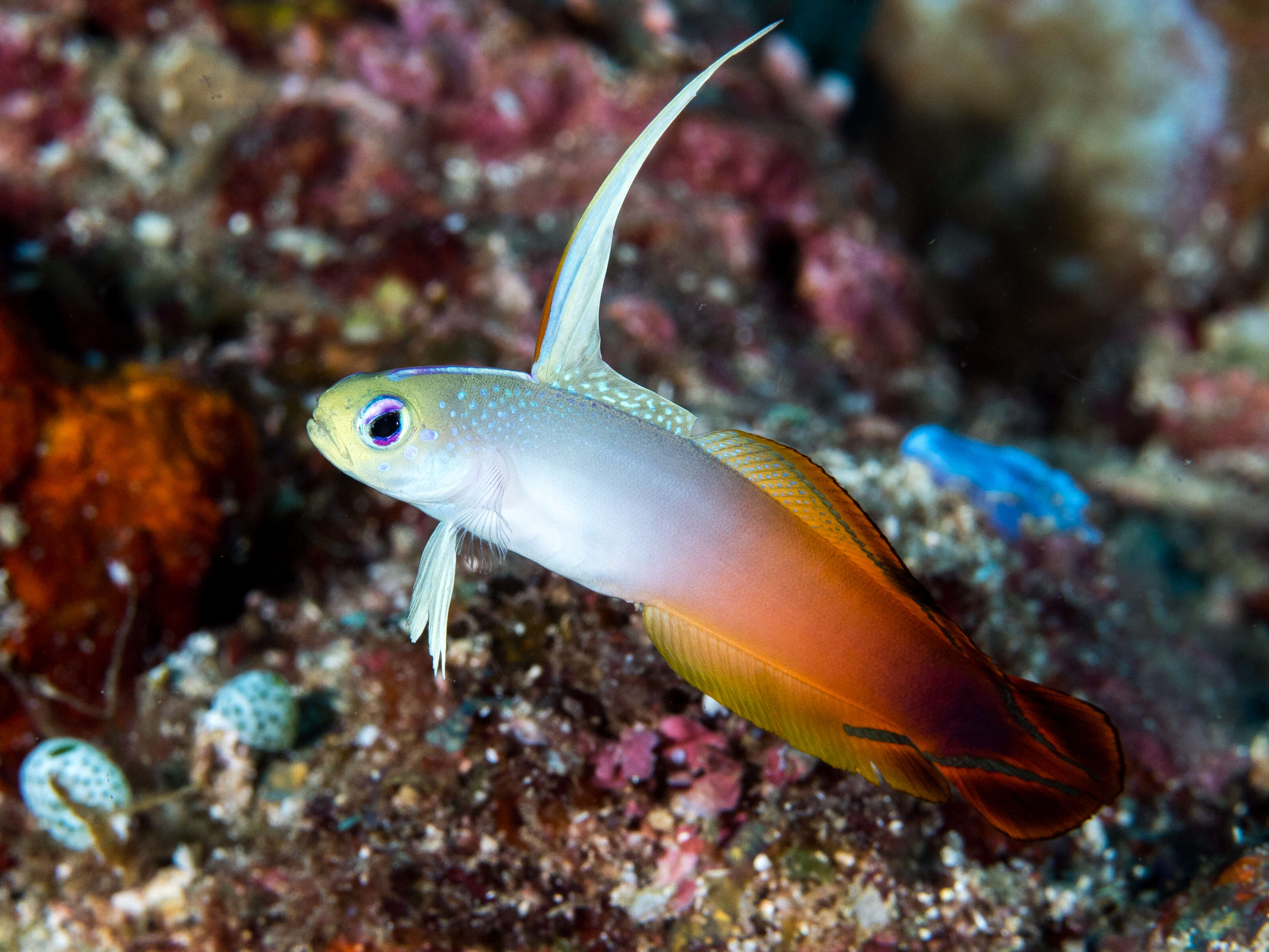 Image of Fire Dartfish