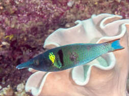 Image of Bird wrasse