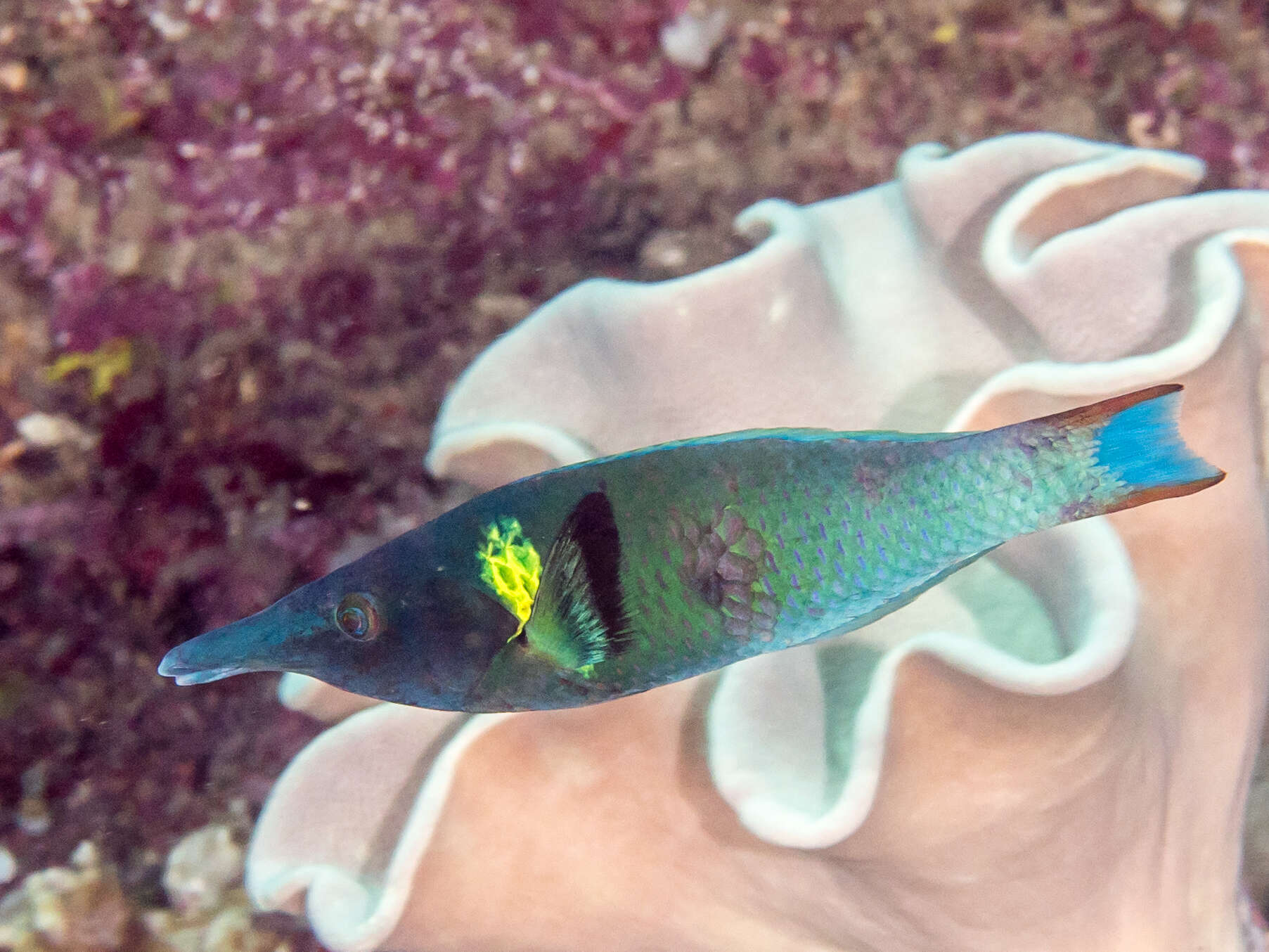 Image of Bird wrasse