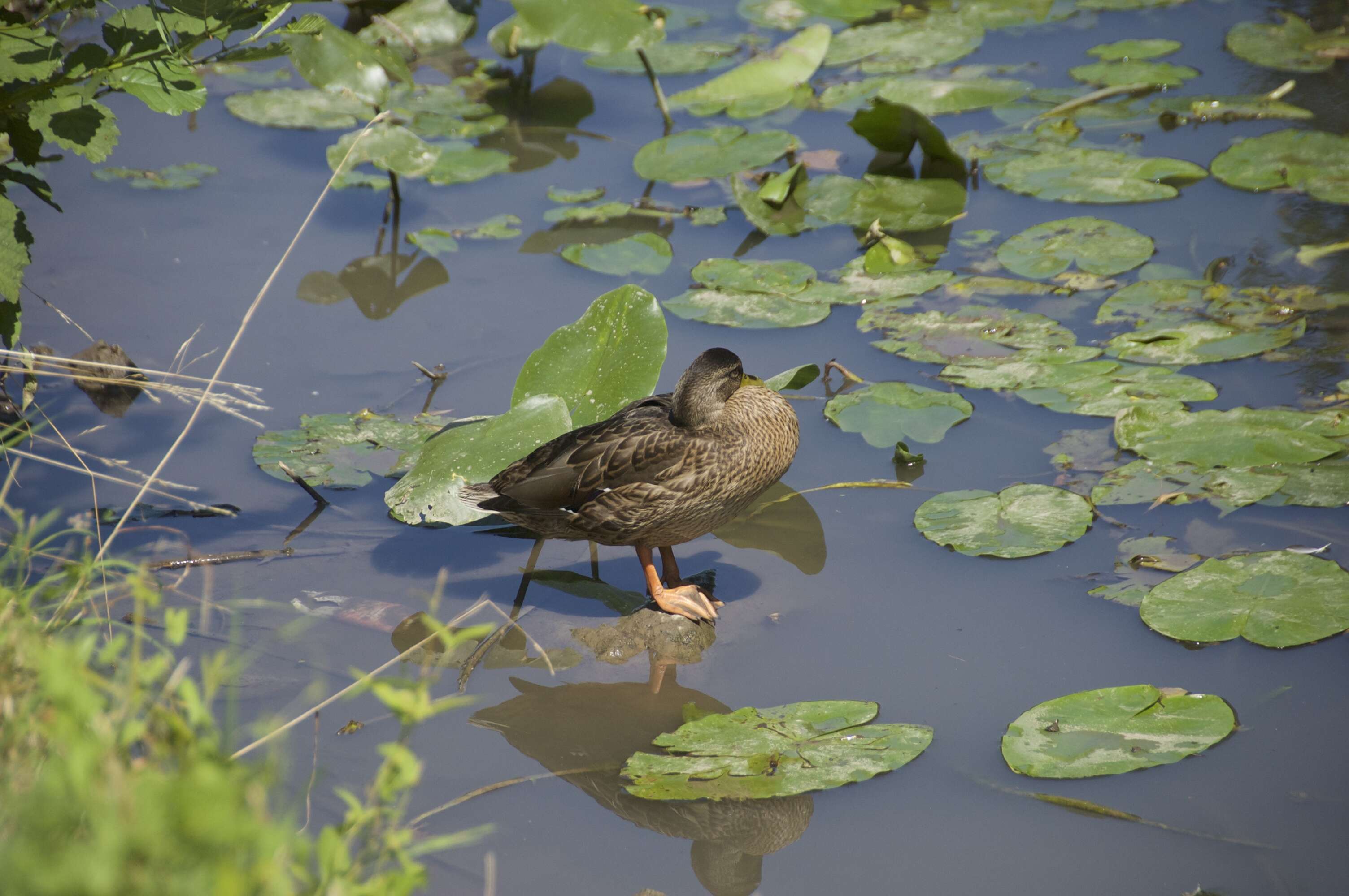 Image of Common Mallard