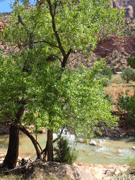 Imagem de Fraxinus velutina Torr.