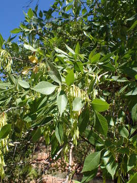 Imagem de Fraxinus velutina Torr.