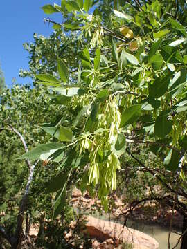 Imagem de Fraxinus velutina Torr.