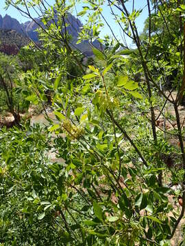 Imagem de Fraxinus velutina Torr.