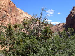 Image of Bigberry Juniper