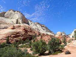 Image of Bigberry Juniper