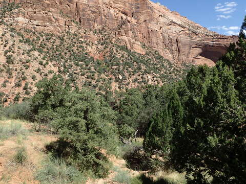 Image of Bigberry Juniper