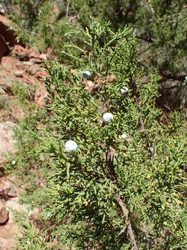 Image of Bigberry Juniper