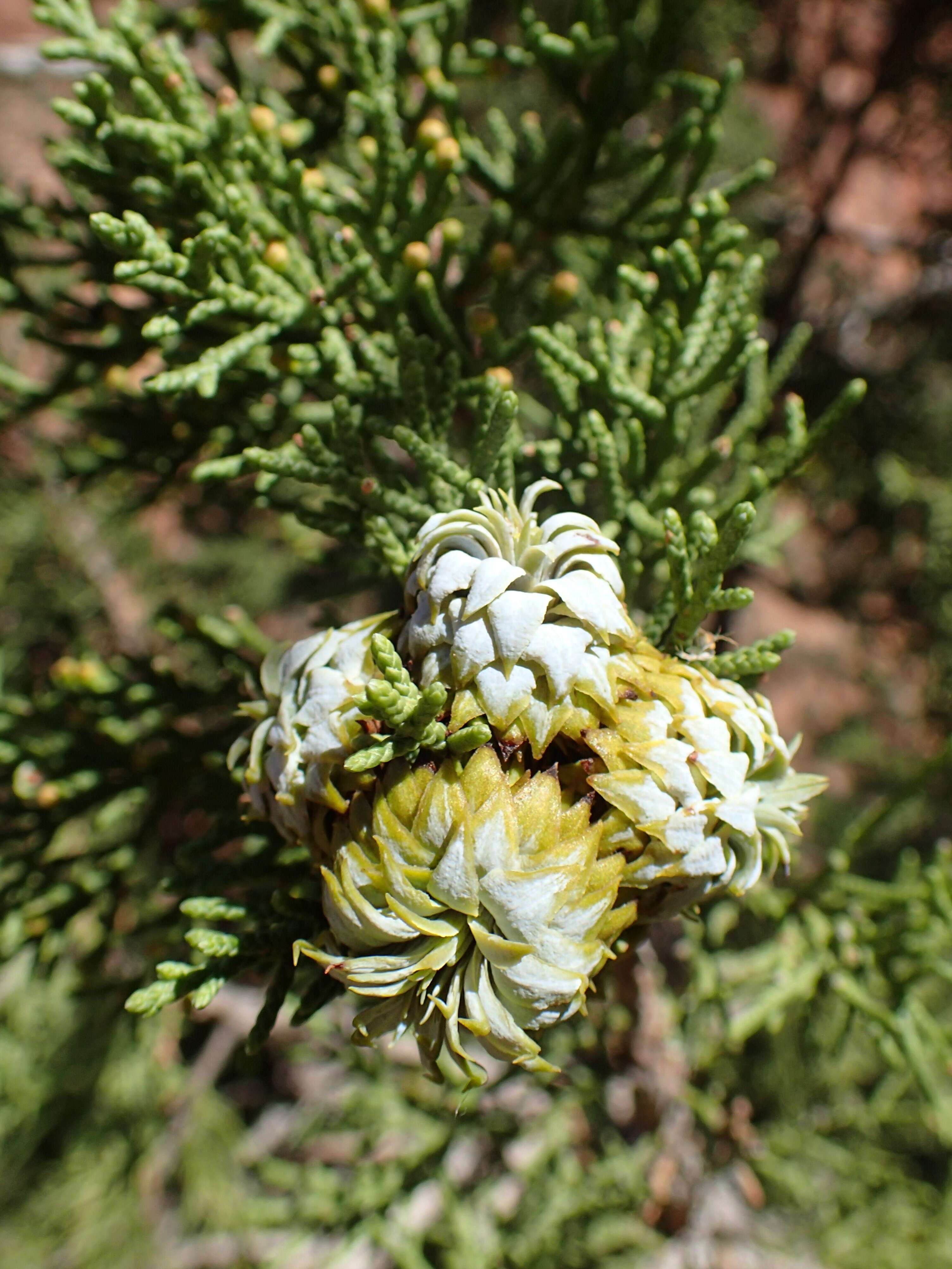 Image of Bigberry Juniper