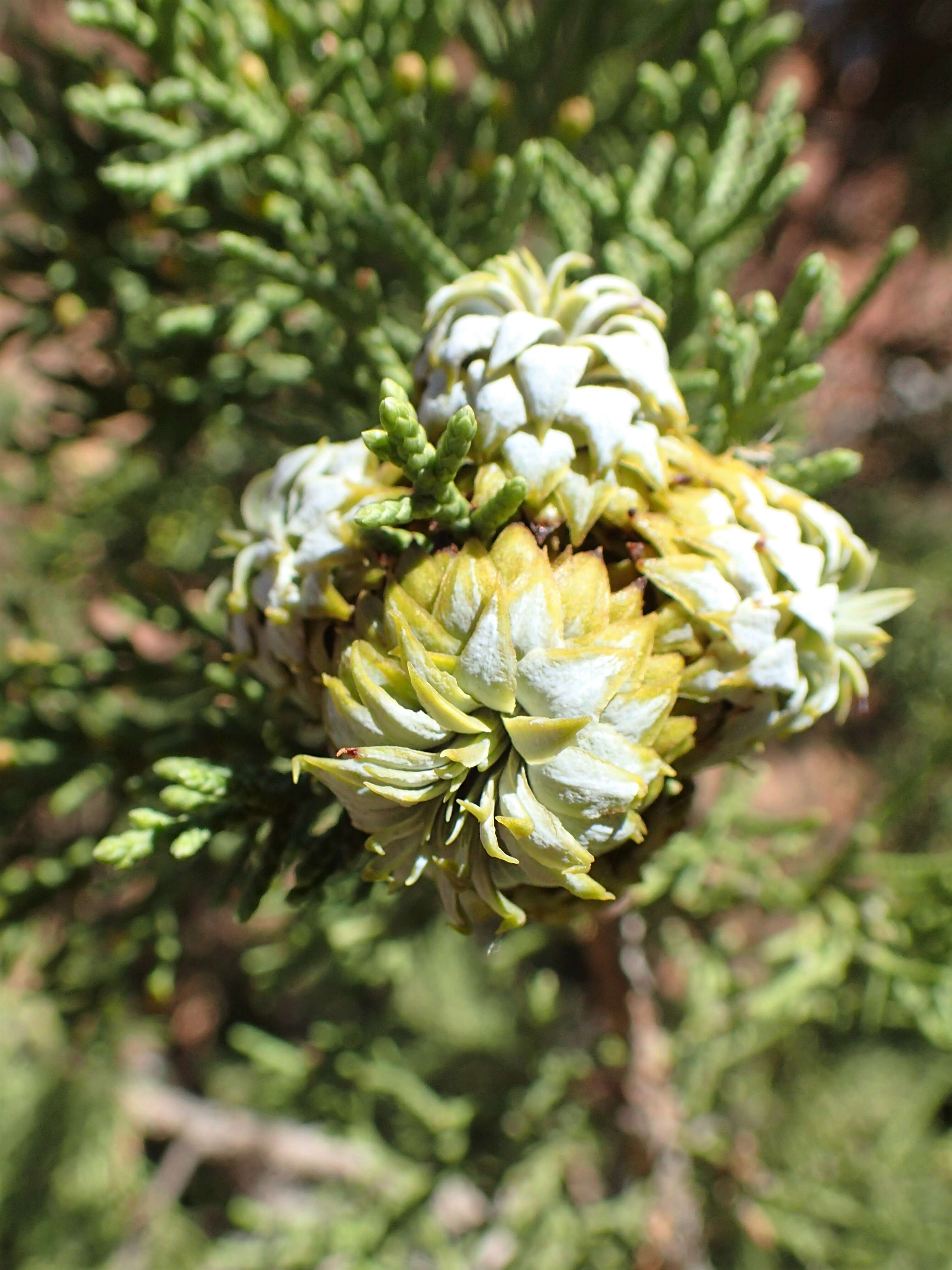 Image of Bigberry Juniper