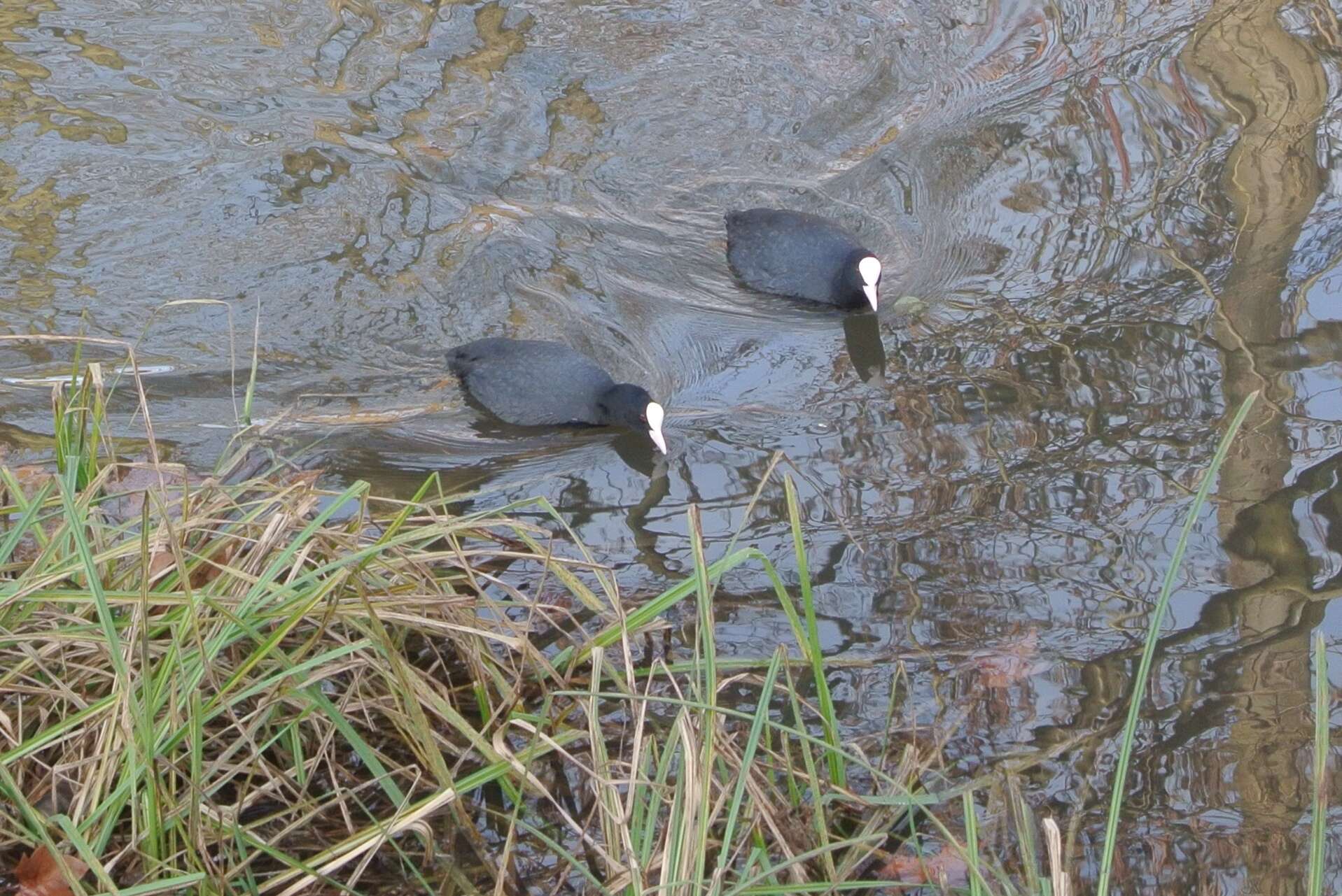 Image of Common Coot