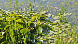 Image of American white waterlily