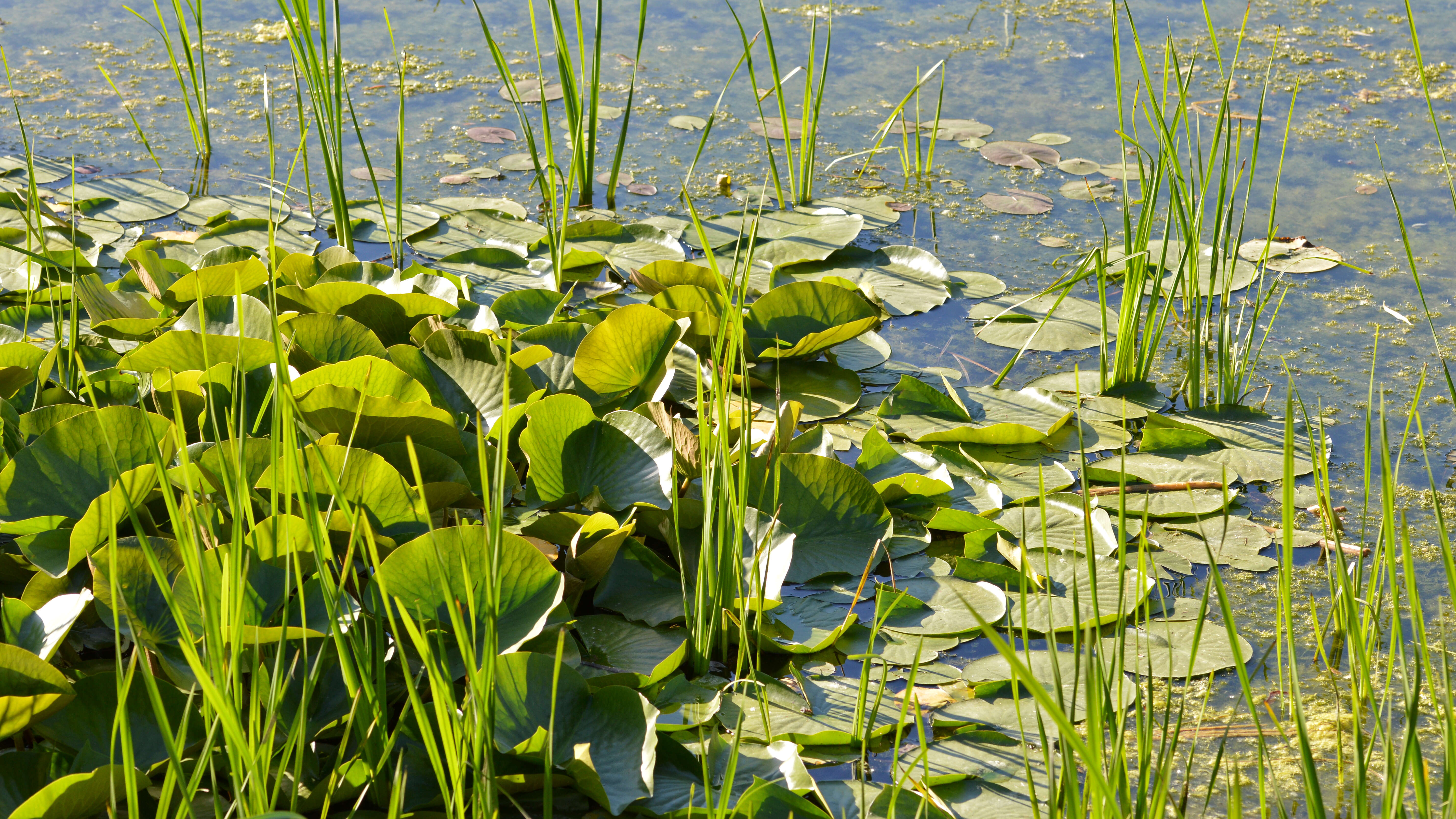 Image of American white waterlily